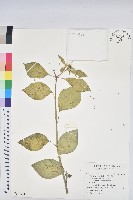 藏品(白苞猩猩草)的圖片