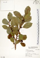 藏品(榕樹)的圖片