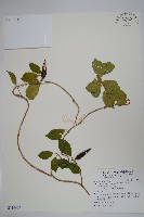 藏品(武靴藤)的圖片