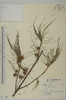 藏品(木麻黃)的圖片