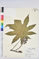 藏品(蓖麻)的圖片