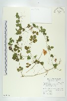 藏品(小苦瓜)的圖片