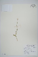 藏品(青葙)的圖片