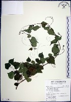 藏品(漢氏山葡萄)的圖片