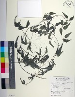 藏品(臺灣鐵線蓮)的圖片