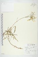 藏品(小燈籠草、大還魂)的圖片