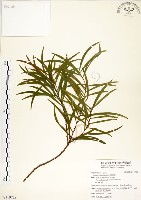 藏品(相思樹)的圖片