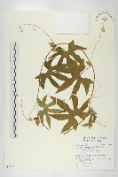 藏品(雙輪瓜)的圖片