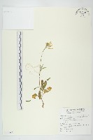 藏品(倒吊蓮、匙葉燈籠草)的圖片