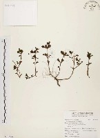 藏品(馬齒莧)的圖片