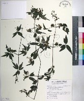 藏品(臺灣鐵線蓮)的圖片