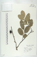 藏品(黃心柿)的圖片