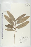 藏品(呂宋毛柿)的圖片