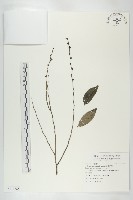 藏品(蘭嶼柿)的圖片