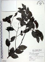 藏品(蘭嶼柿)的圖片