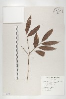 藏品(軟毛柿)的圖片