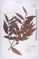 藏品(軟毛柿)的圖片