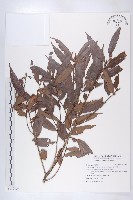 藏品(軟毛柿)的圖片