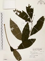 藏品(黑星紫金牛)的圖片