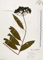 藏品(黑星紫金牛)的圖片