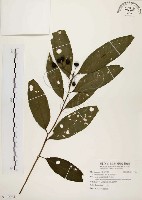 藏品(黑星紫金牛)的圖片