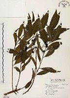 藏品(黑星紫金牛)的圖片