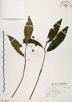 藏品(黑星紫金牛)的圖片