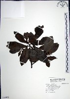 藏品(樹杞)的圖片