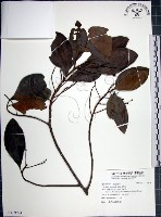 藏品(樹杞)的圖片