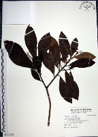 藏品(樹杞)的圖片