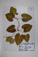 藏品(蘿藦)的圖片