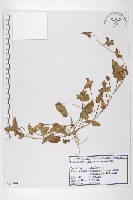 藏品(打碗花)的圖片