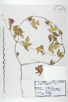 藏品(裂葉牽牛)的圖片