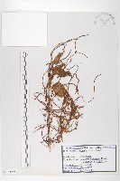 藏品(日本菟絲子)的圖片