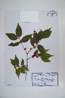 藏品(金銀忍冬)的圖片