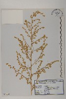 藏品(青蒿)的圖片