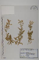 藏品(匍生蠅子草)的圖片