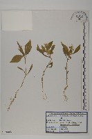 藏品(孩兒參)的圖片