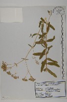 藏品(霞草、歐石頭花)的圖片