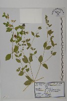 藏品(狗筋蔓)的圖片