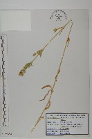 藏品(堅硬女婁菜)的圖片