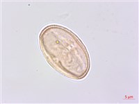 藏品(細葉零餘子、澤芹)的圖片