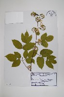 藏品(東北土當歸)的圖片