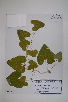 藏品(北馬兜鈴)的圖片