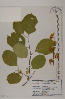 藏品(南蛇藤)的圖片