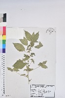 藏品(鐵莧菜)的圖片