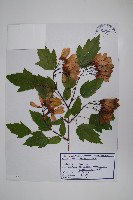 藏品(華北茶條槭)的圖片