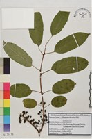 藏品(鼠李、臭李子)的圖片