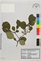 藏品(金鋼鼠李)的圖片