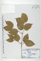 藏品(山茱萸)的圖片